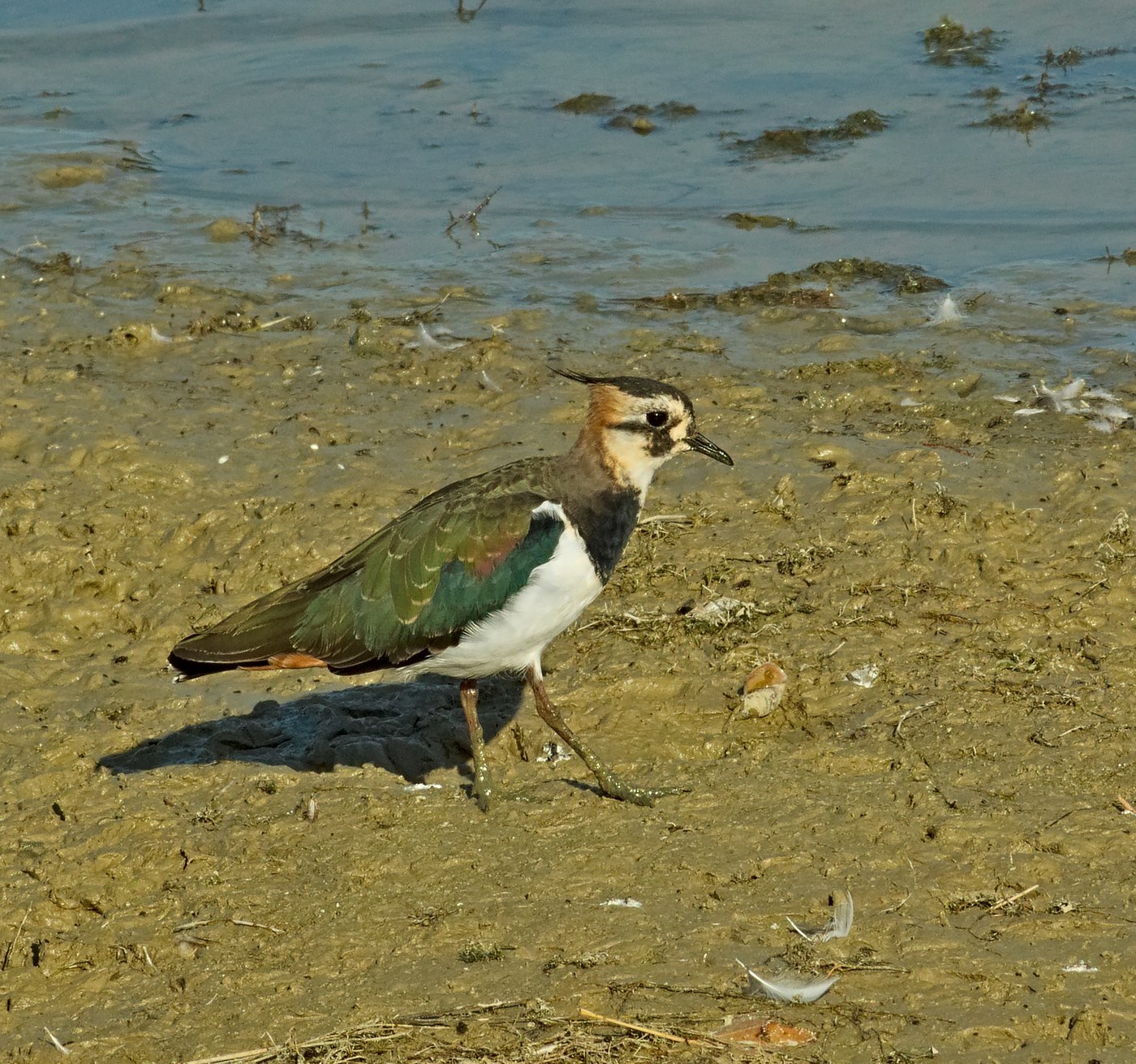 Northern Lapwing