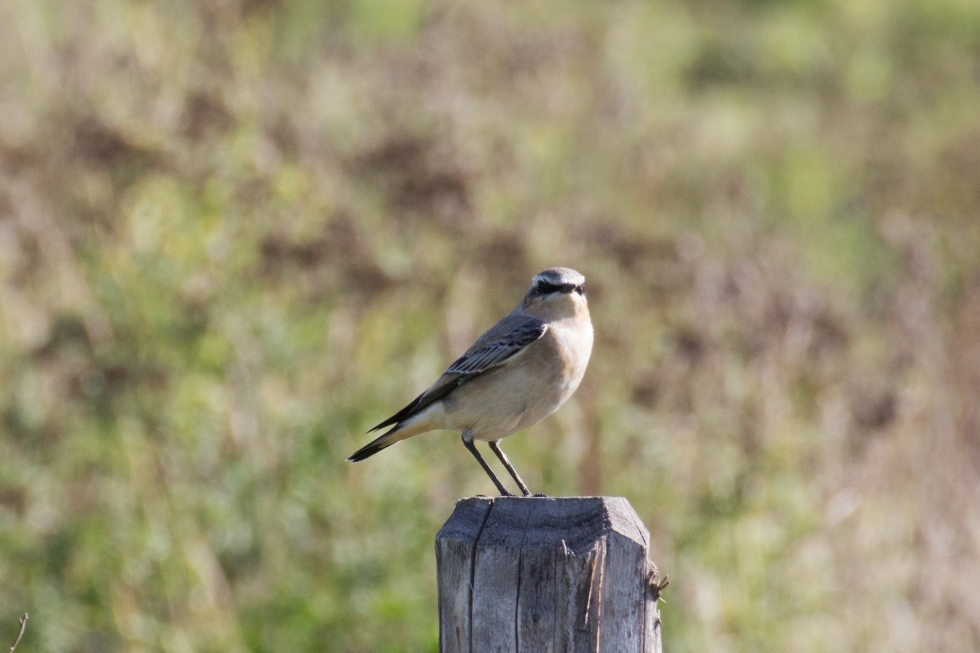 Northern Wheatear