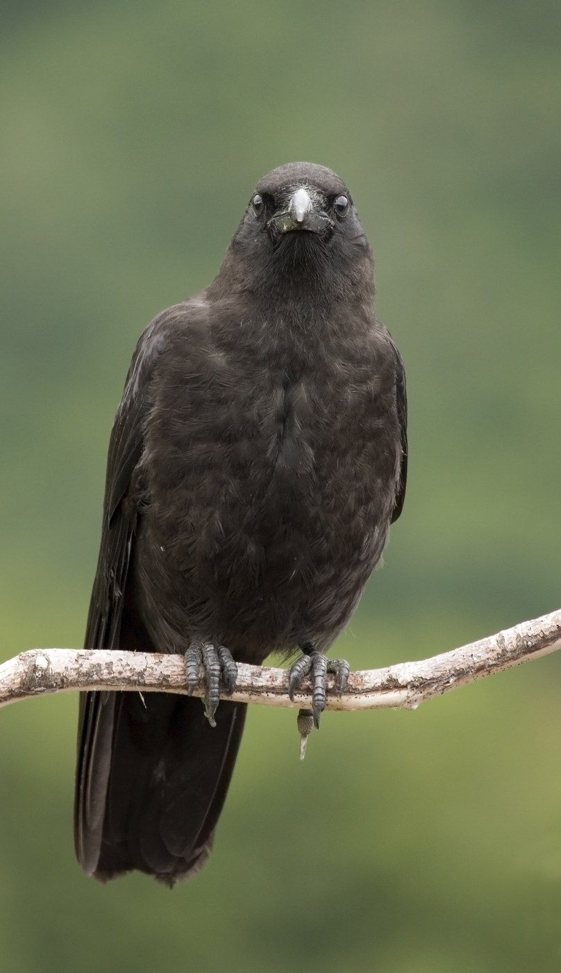 Northwestern Crow