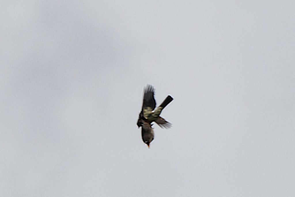 Olive-sided Flycatcher