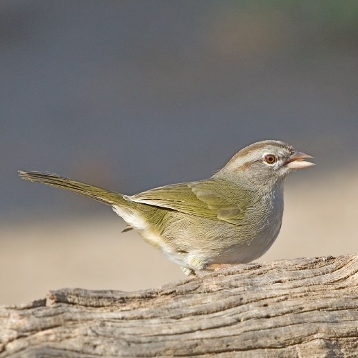 Olive Sparrow