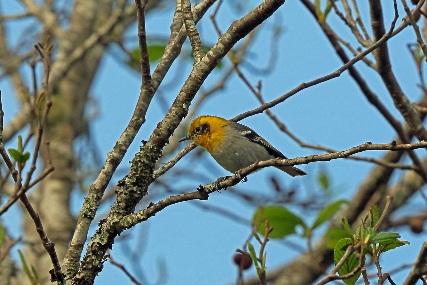 Olive Warbler