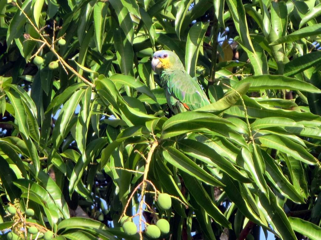 Orange-winged Amazon