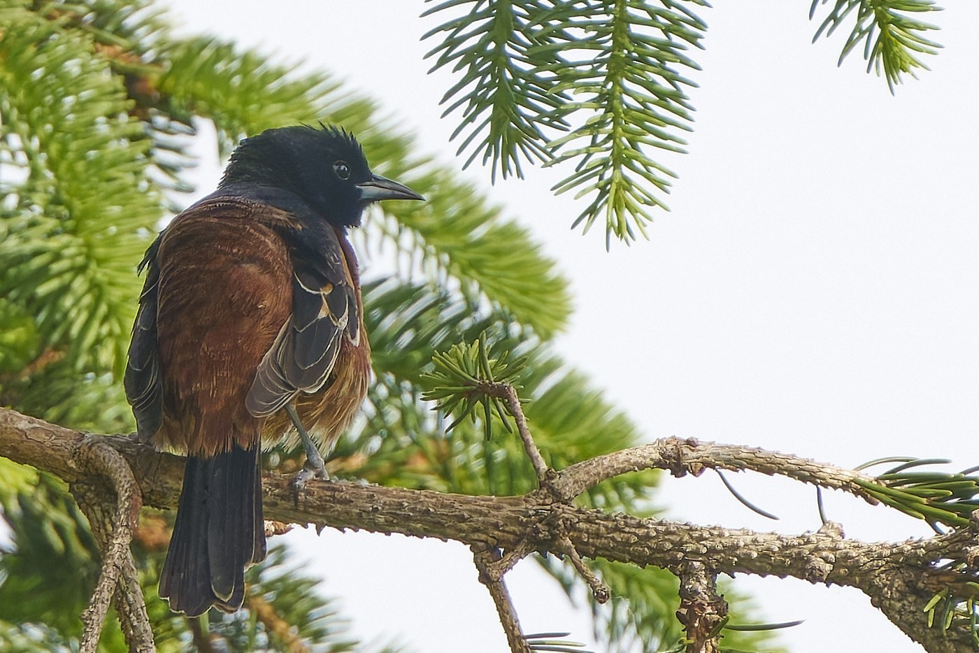 Orchard Oriole