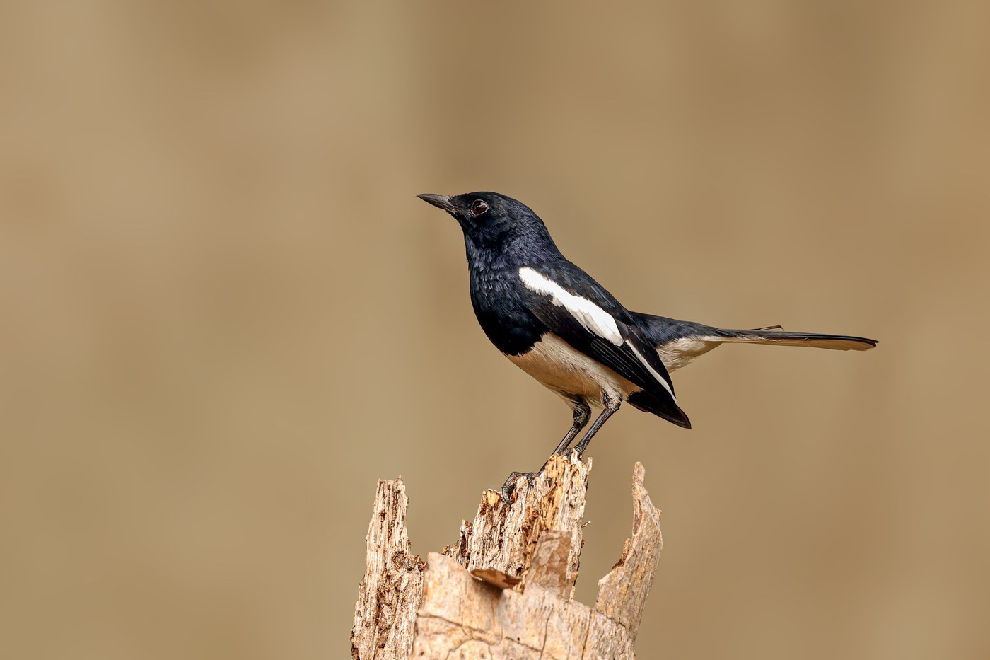 Oriental Magpie-Robin