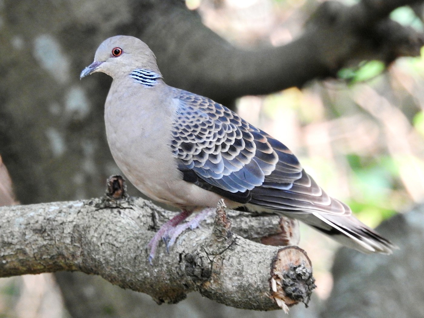Oriental Turtle-Dove