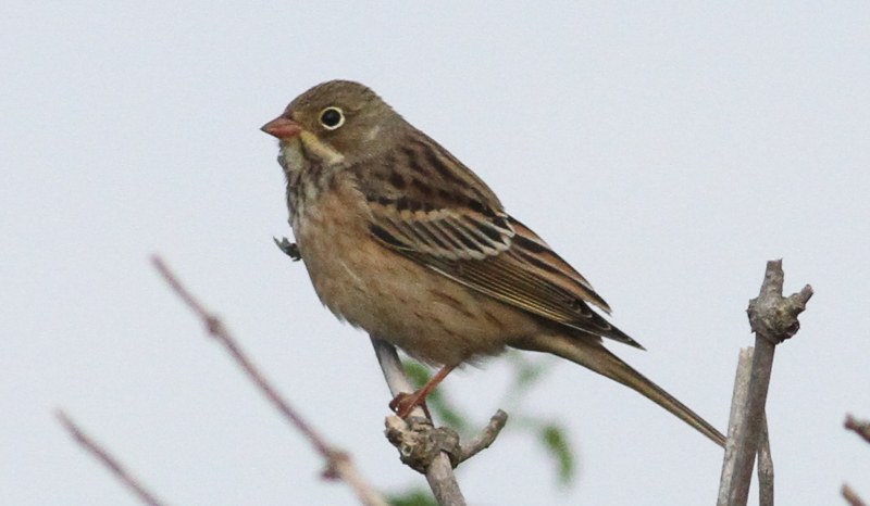 Ortolan Bunting
