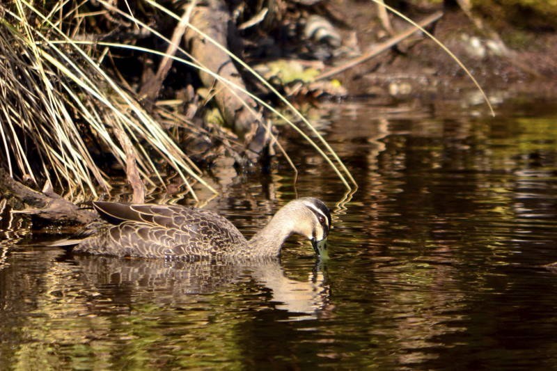 Pacific Black Duck