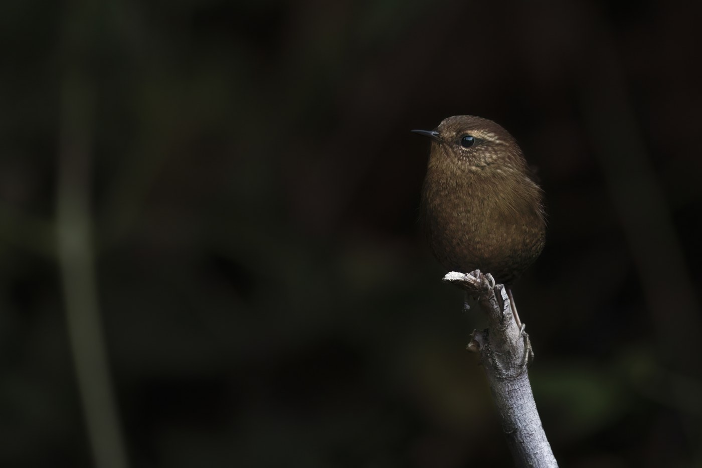 Pacific Wren