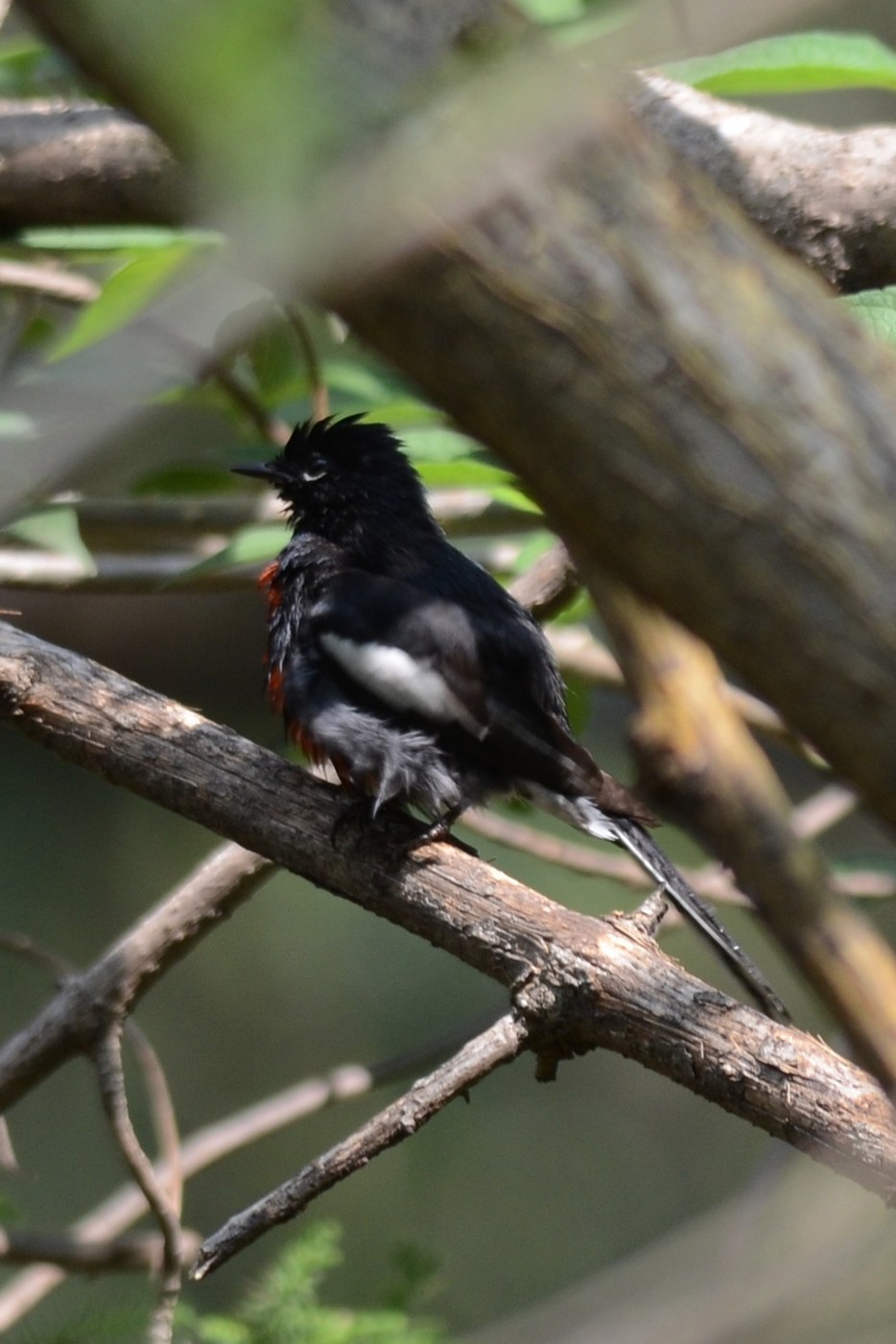 Painted Redstart