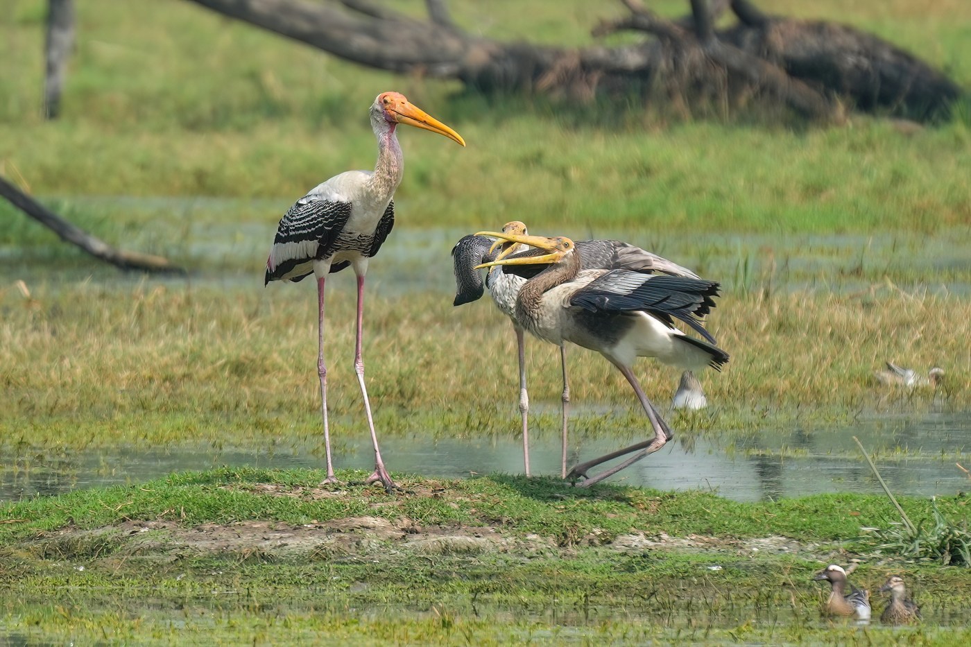 Painted Stork
