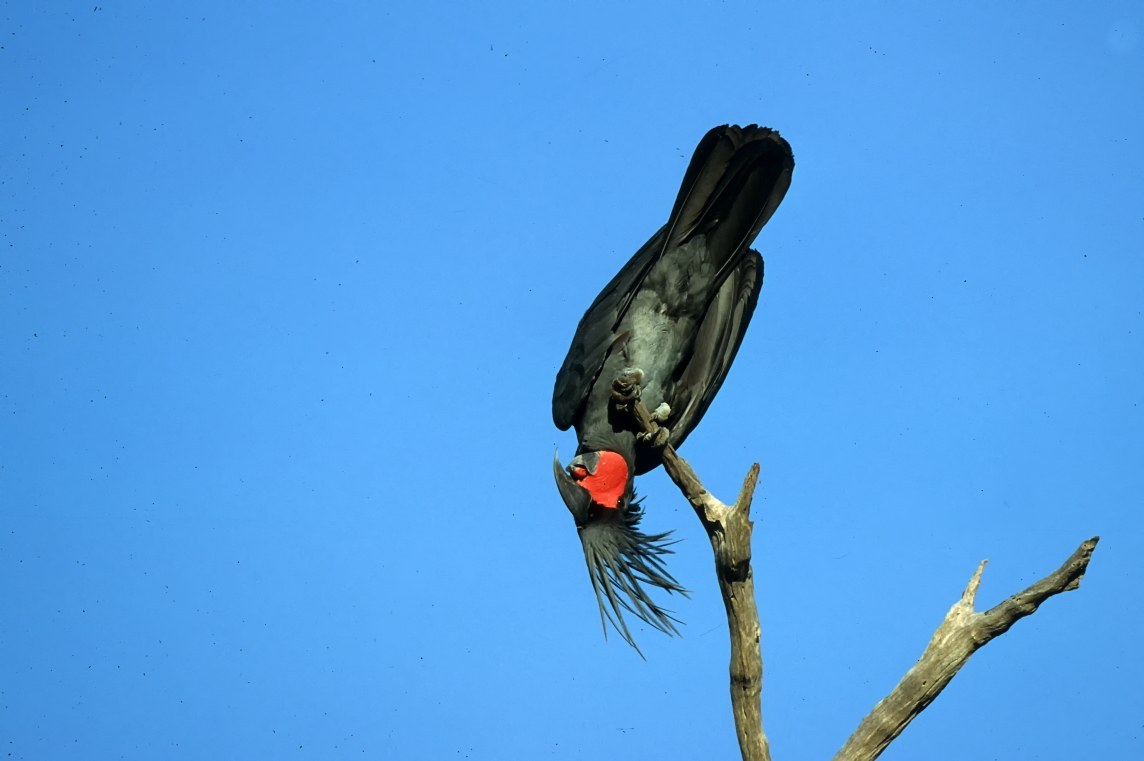 Palm Cockatoo