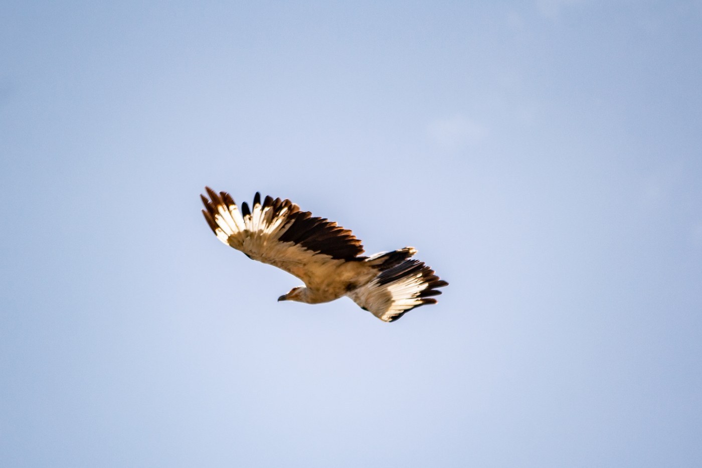Palm-nut Vulture