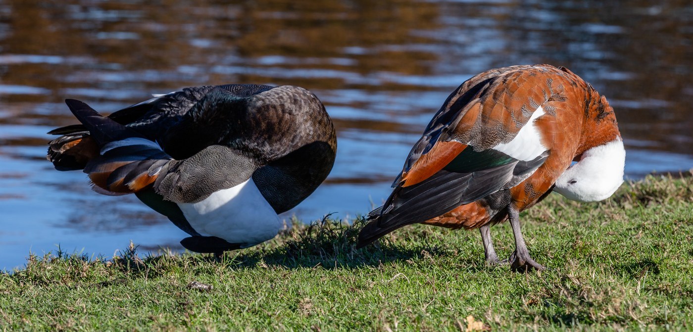 Paradise Shelduck