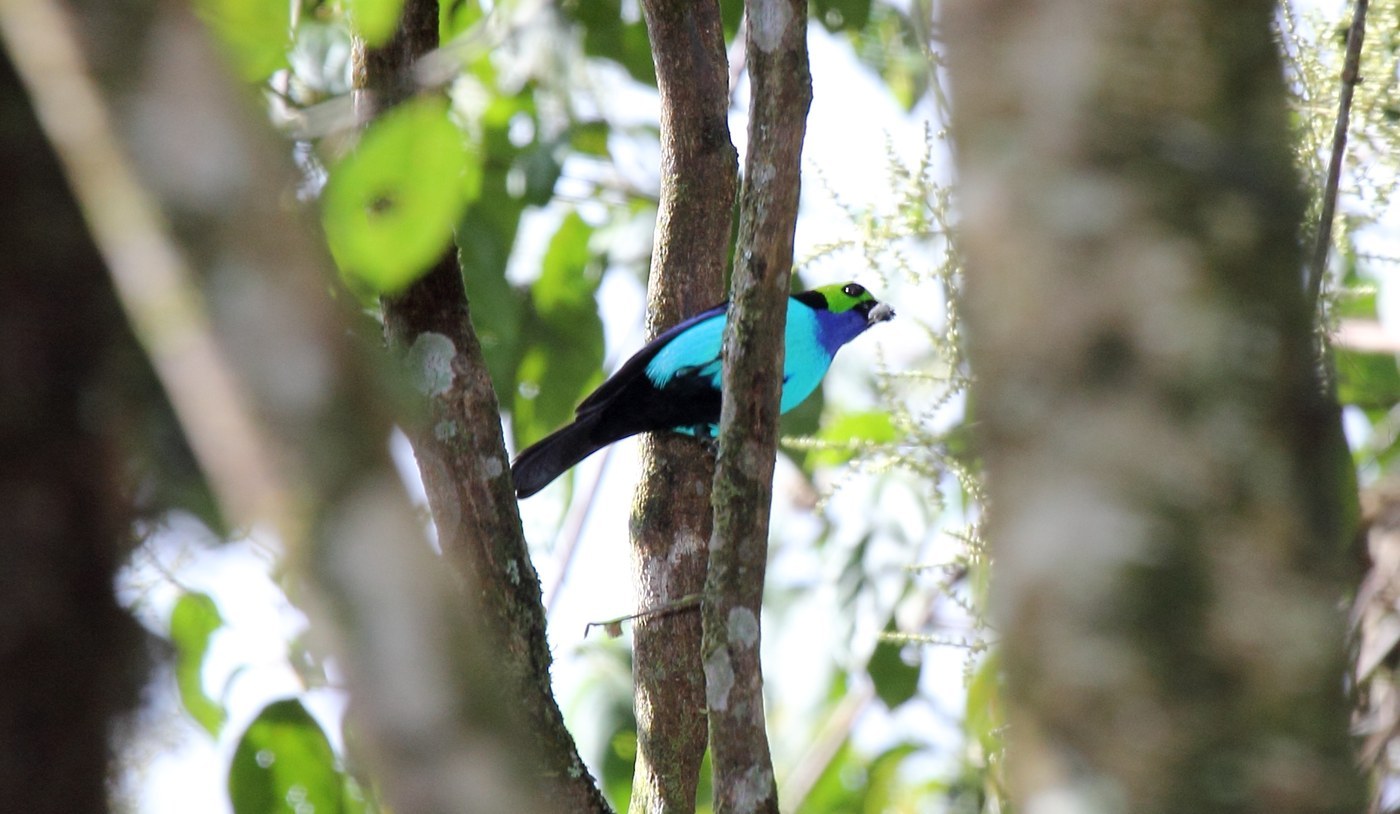 Paradise Tanager