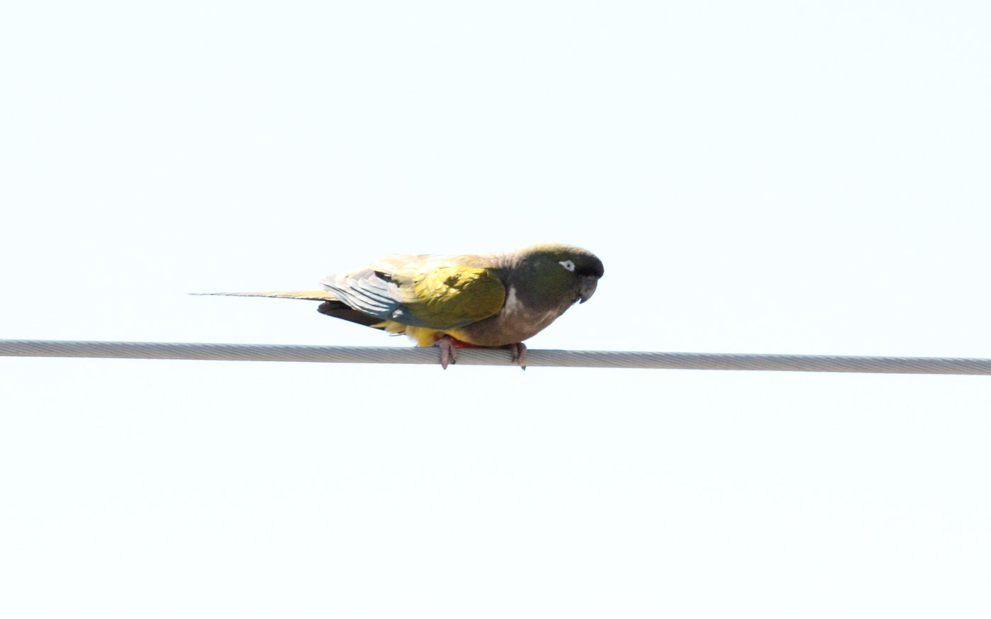 Patagonian Conure