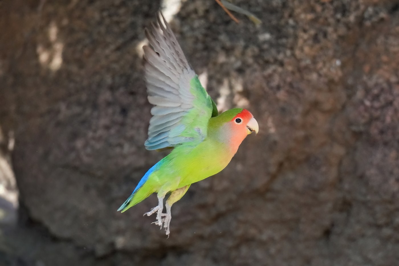 Peach-faced Lovebird
