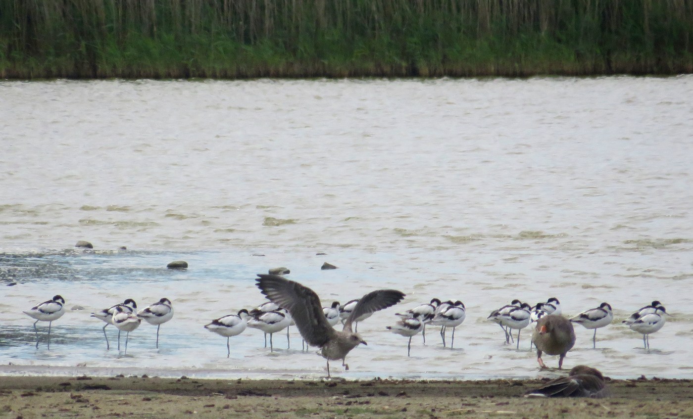 Pied Avocet