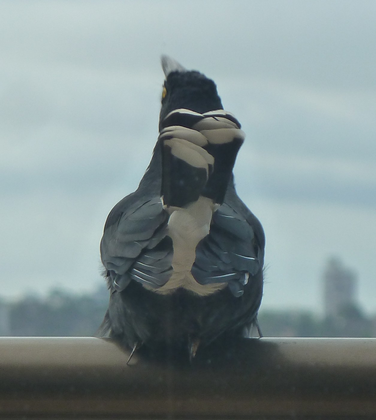 Pied Currawong