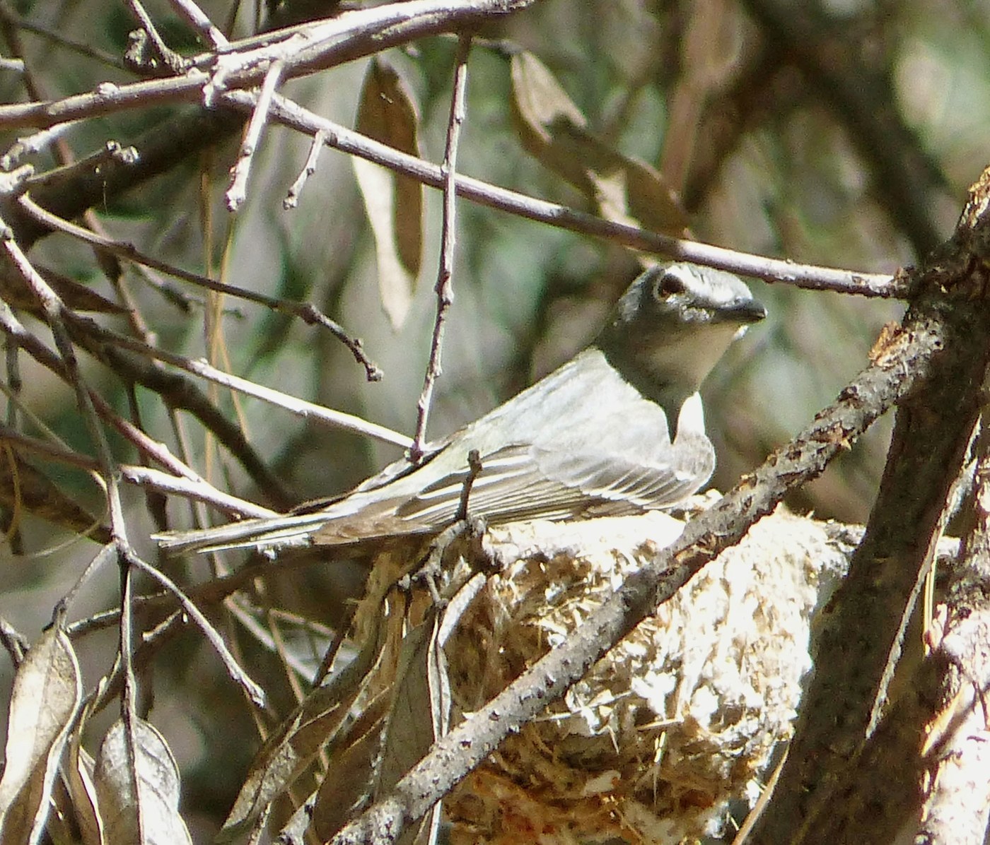Plumbeous Vireo