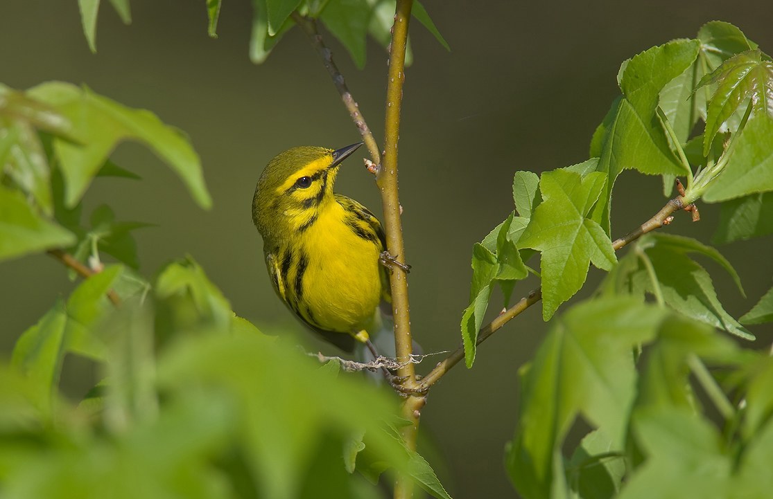 Prairie Warbler