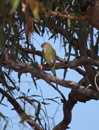 How to Identify Princess Parrot Feathers