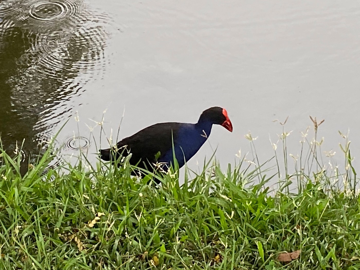 Australasian Swamphen