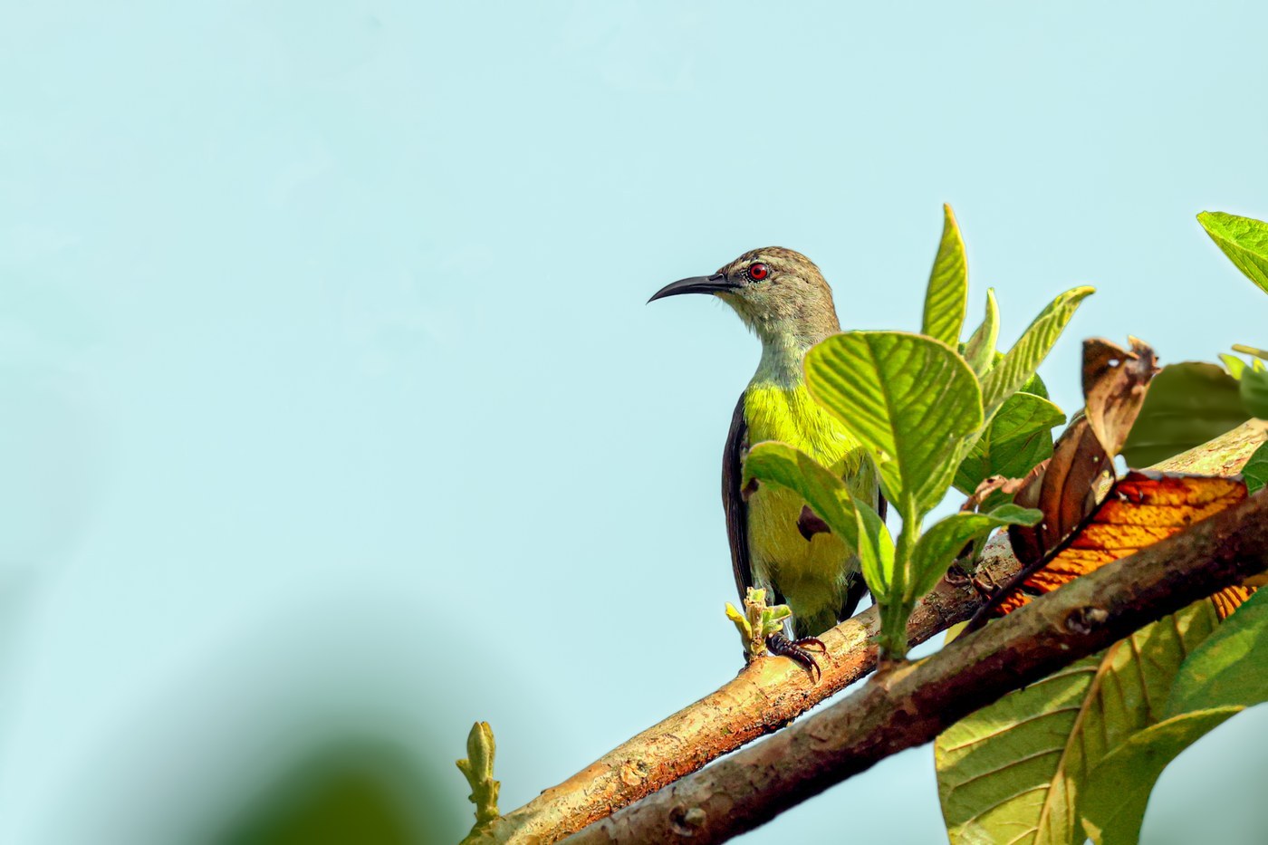 Purple-rumped Sunbird