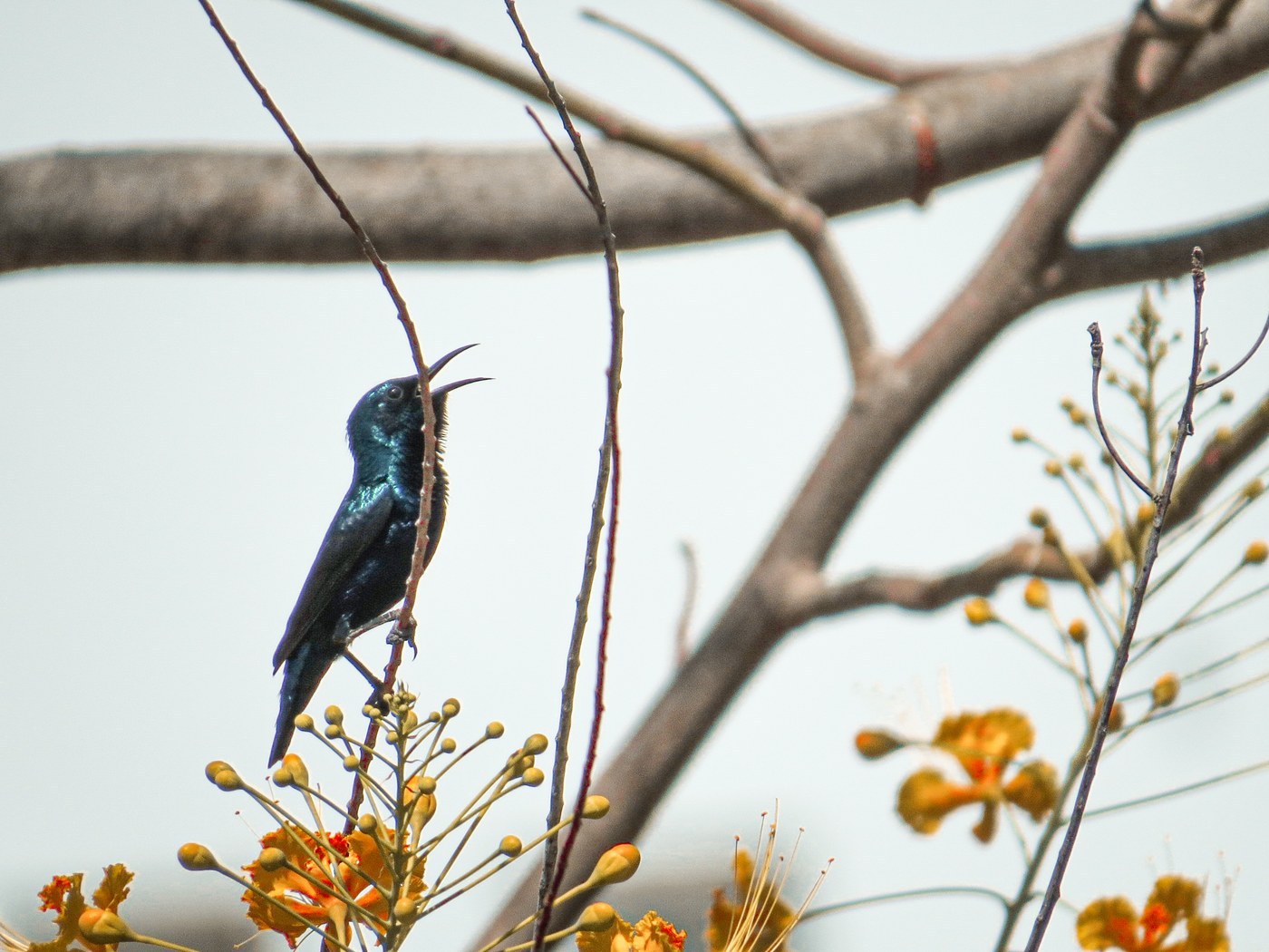 Purple Sunbird
