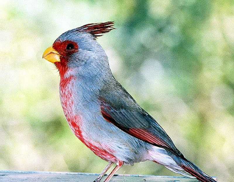 Pyrrhuloxia
