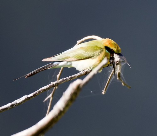 How to Identify Rainbow Bee-eater Feathers