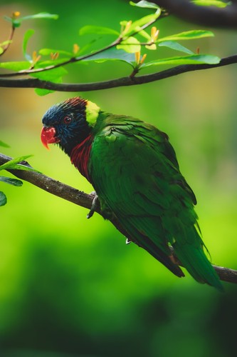 How to Identify Green-naped Lorikeet Feathers