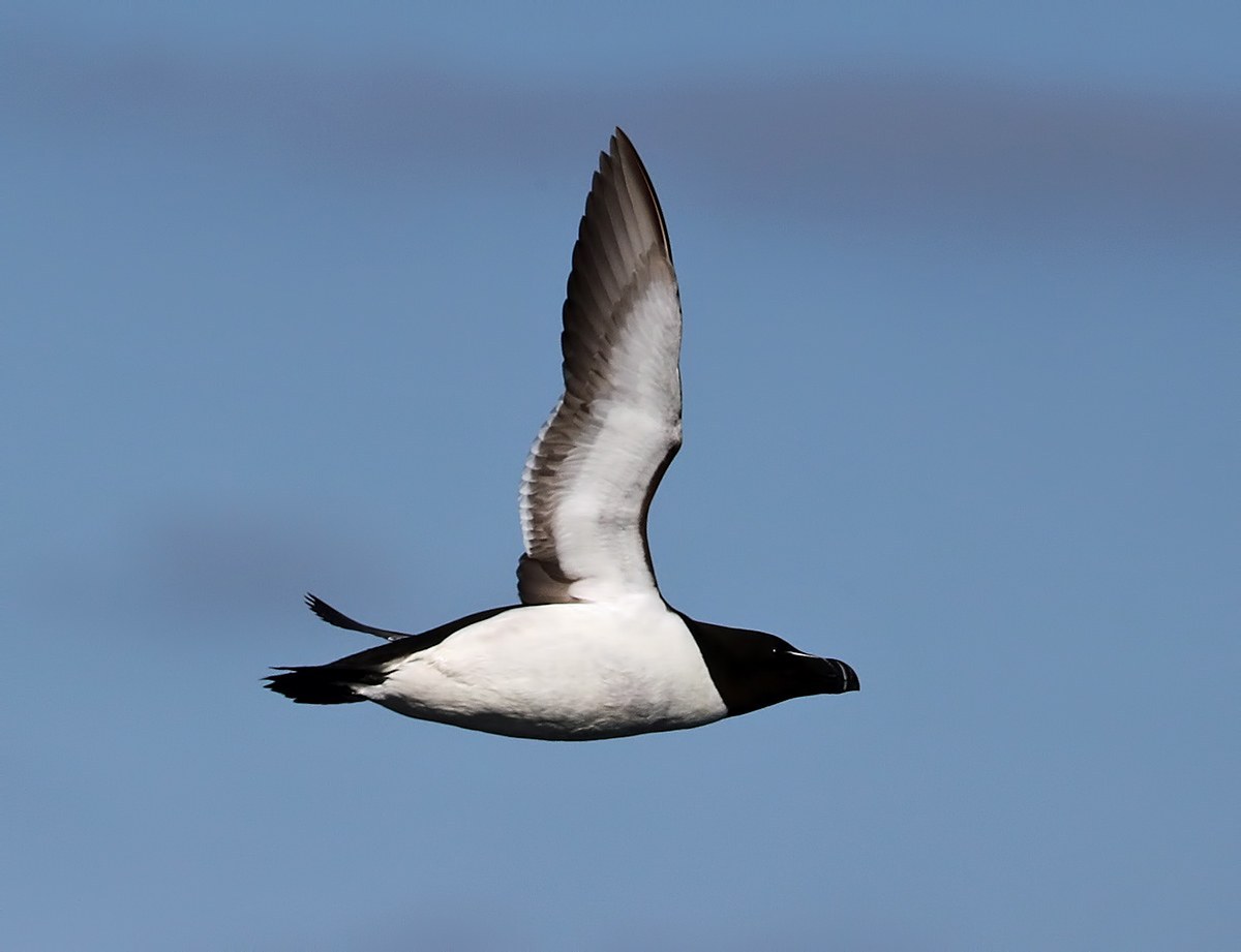 Razorbill