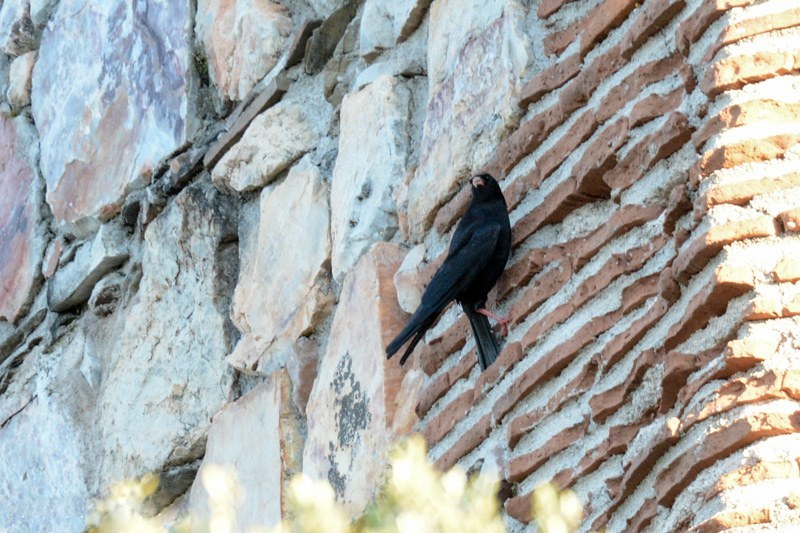 Red-billed Chough