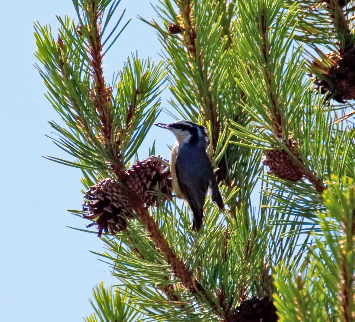 Red-breasted Nuthatch