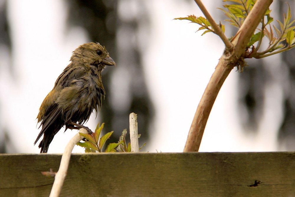Red Crossbill