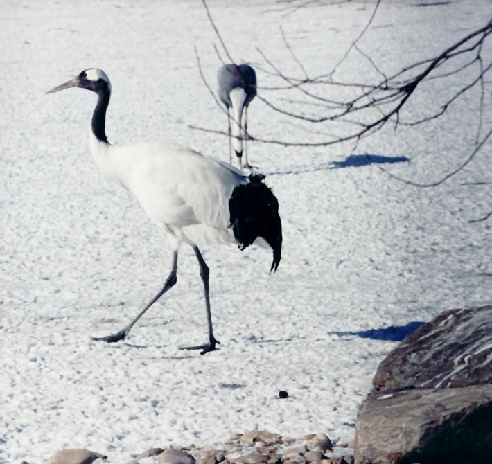 Red-crowned Crane
