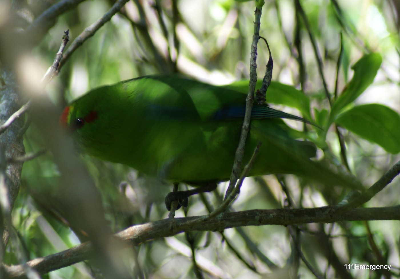 Kakariki