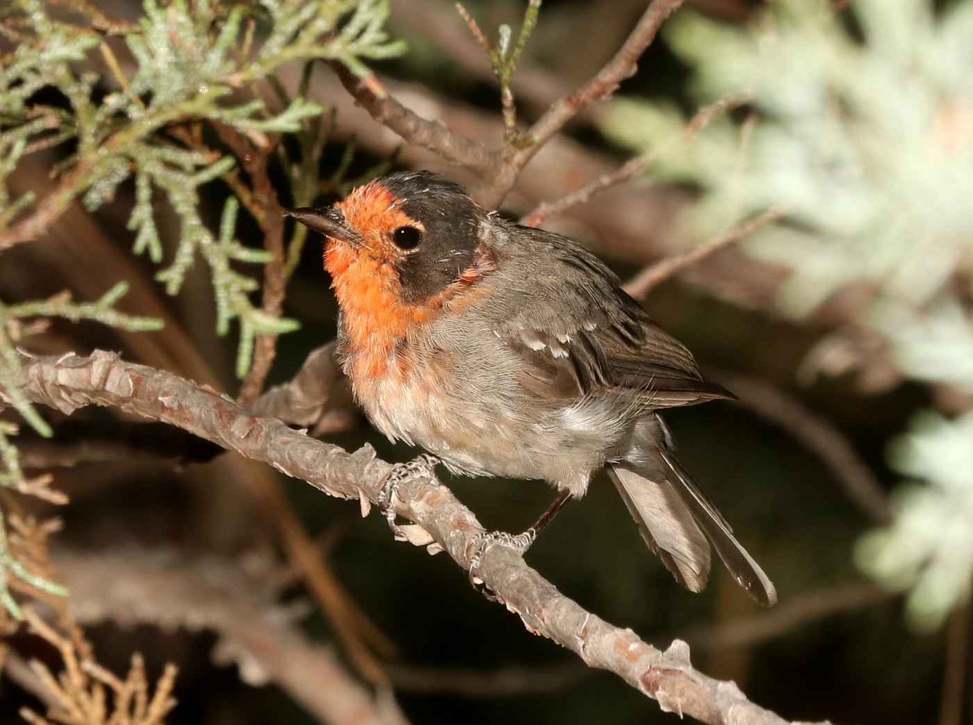 Red-faced Warbler