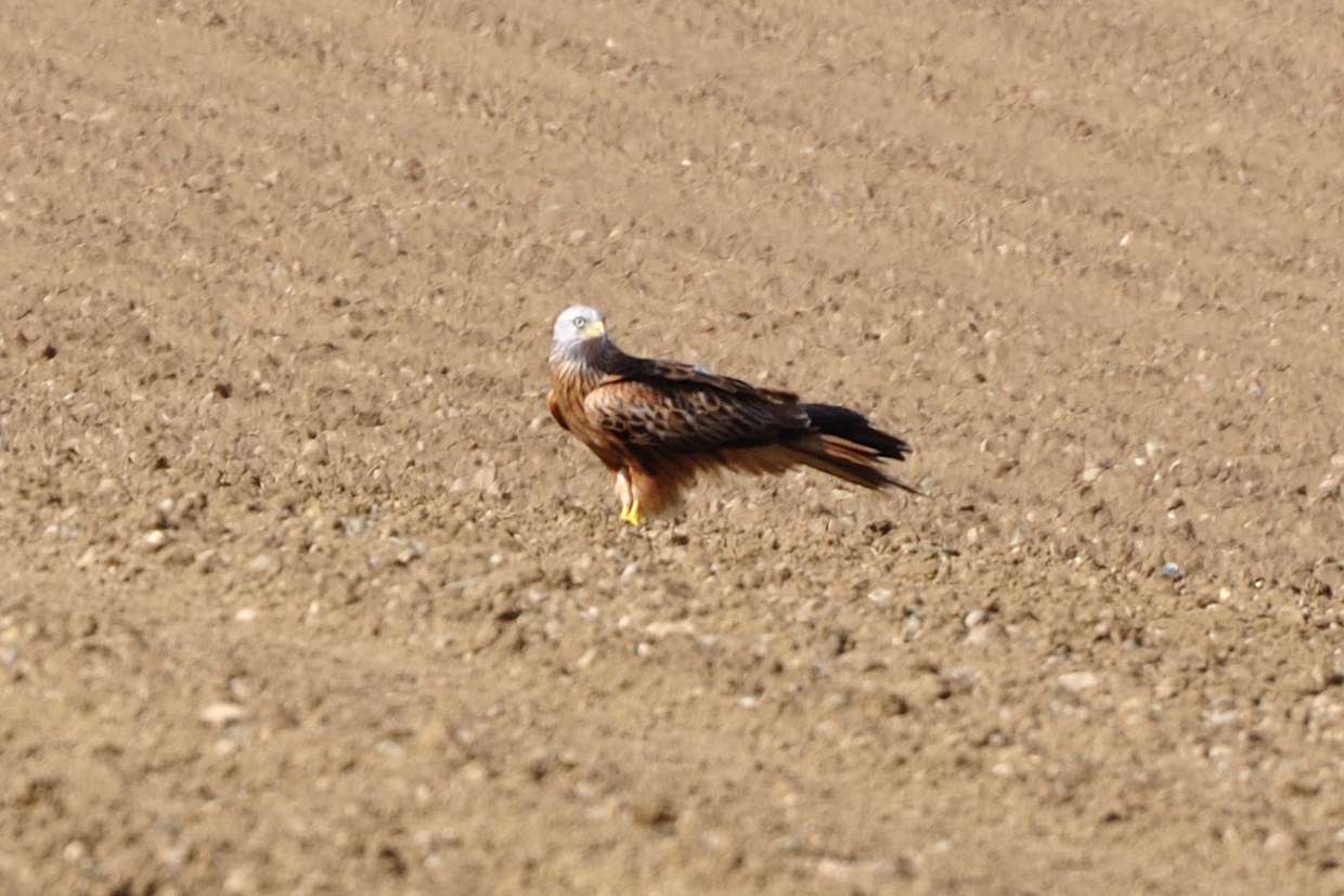 Red Kite
