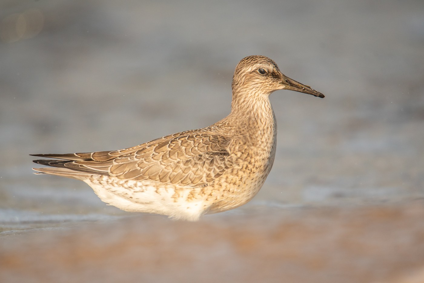 Red Knot