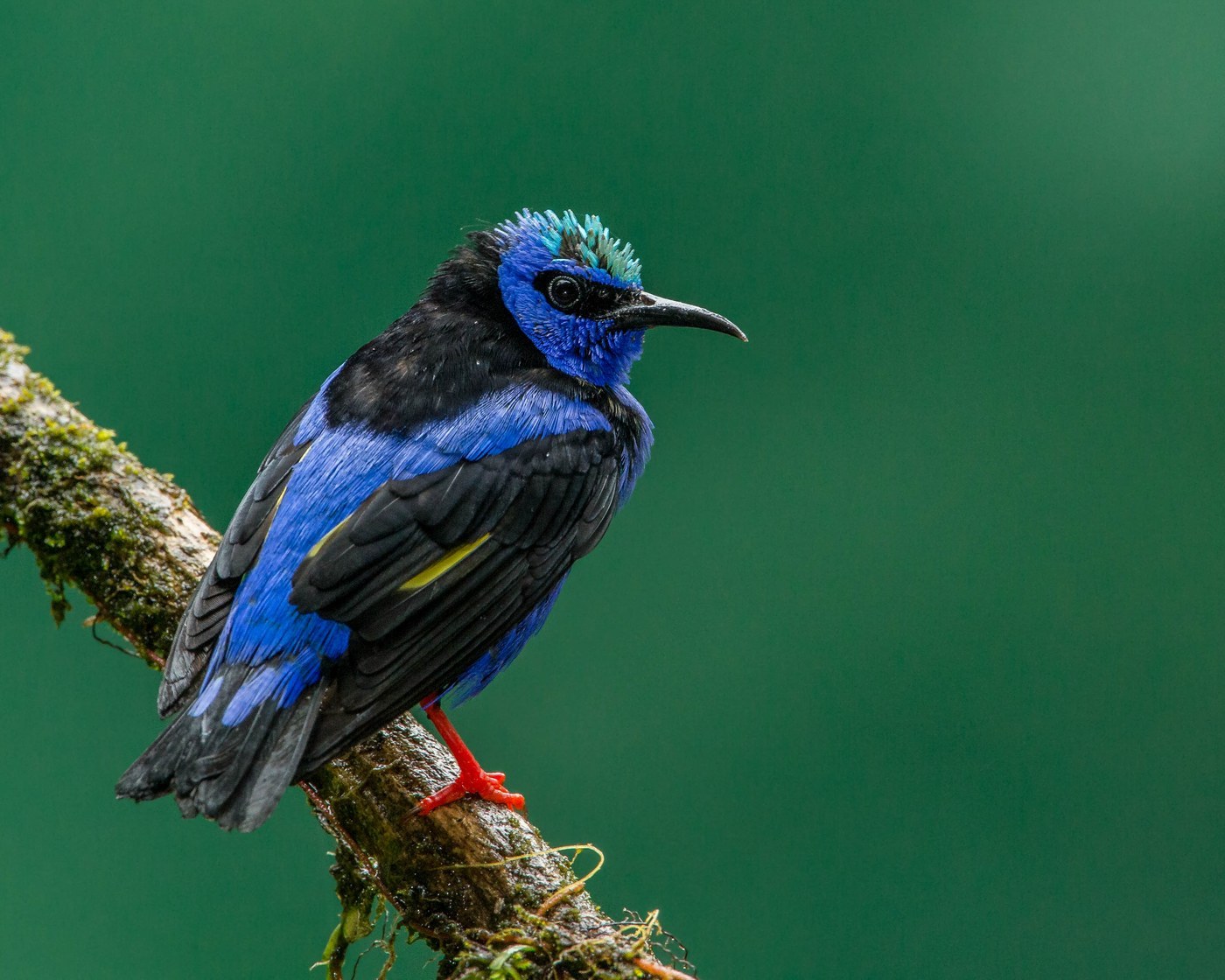 Red-legged Honeycreeper