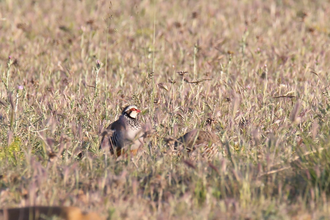 Red-legged Partridge