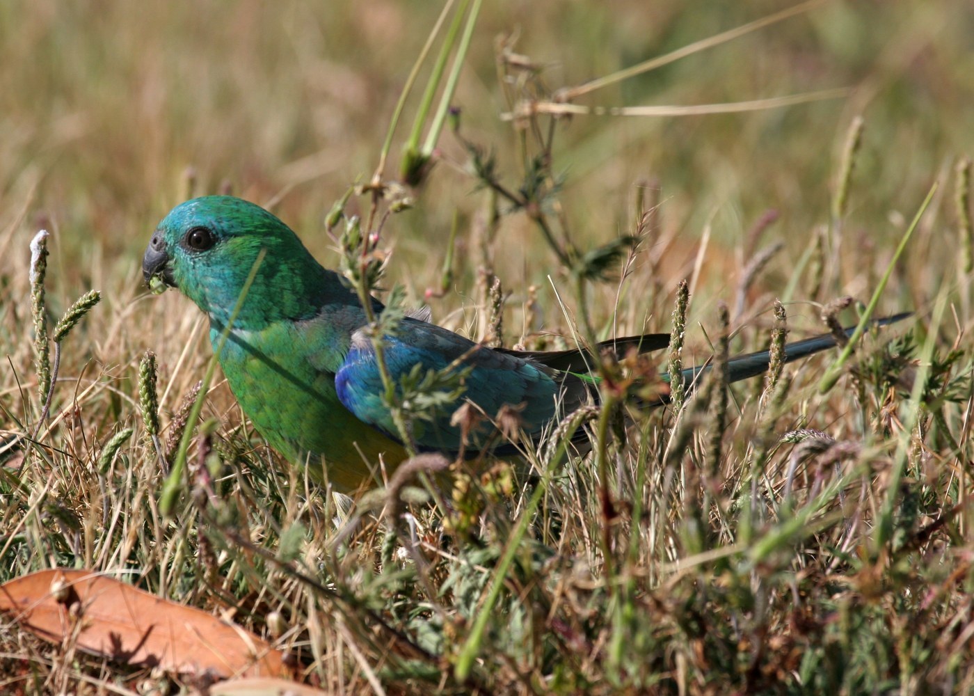 Red-rumped Parrot