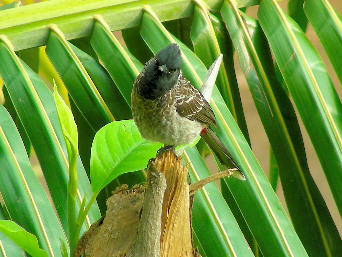 Red-vented Bulbul