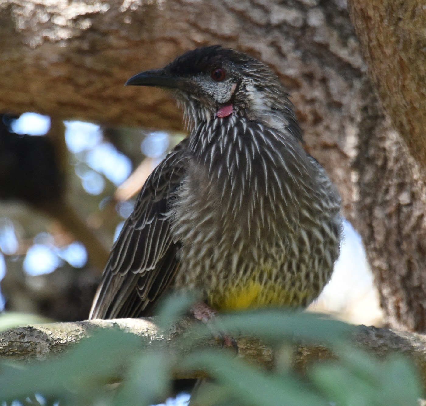 Red Wattlebird