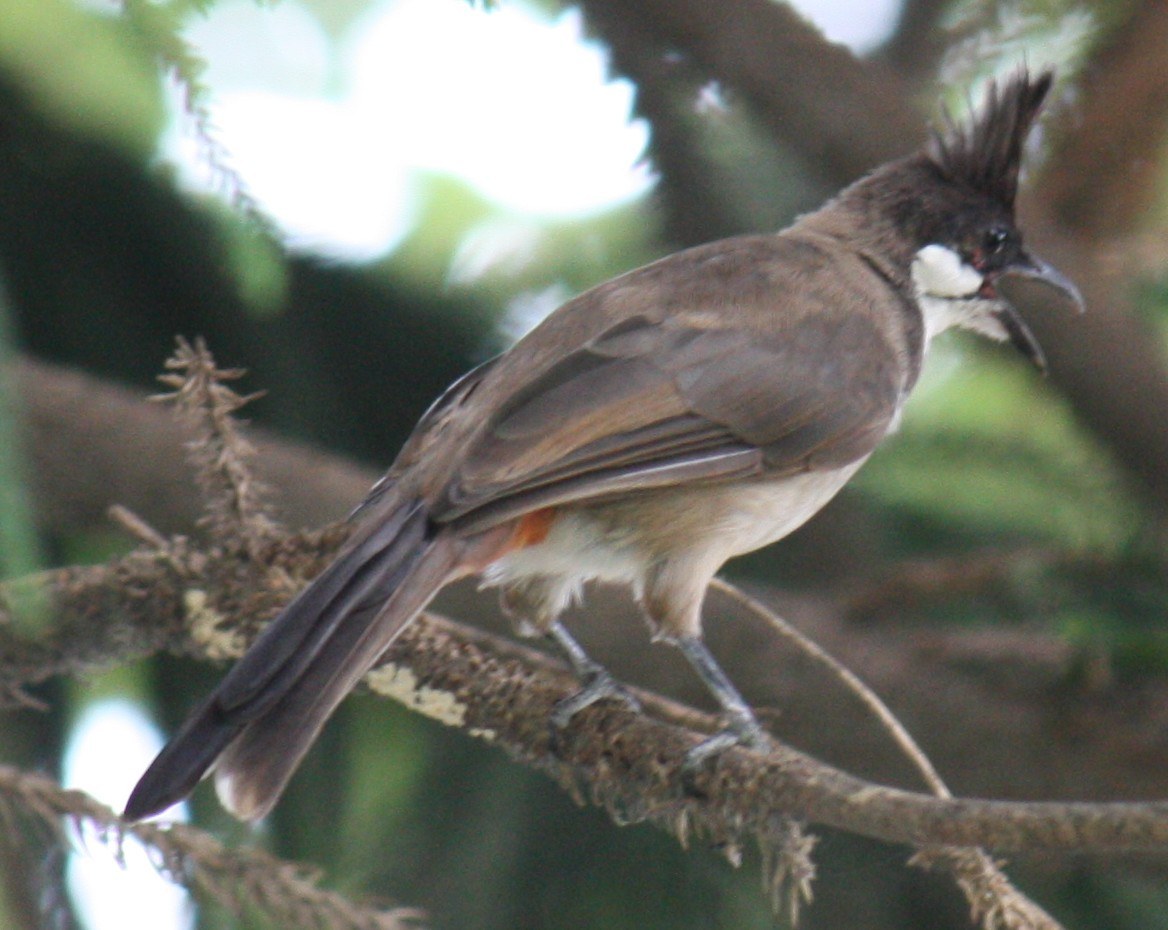 Red-whiskered Bulbul