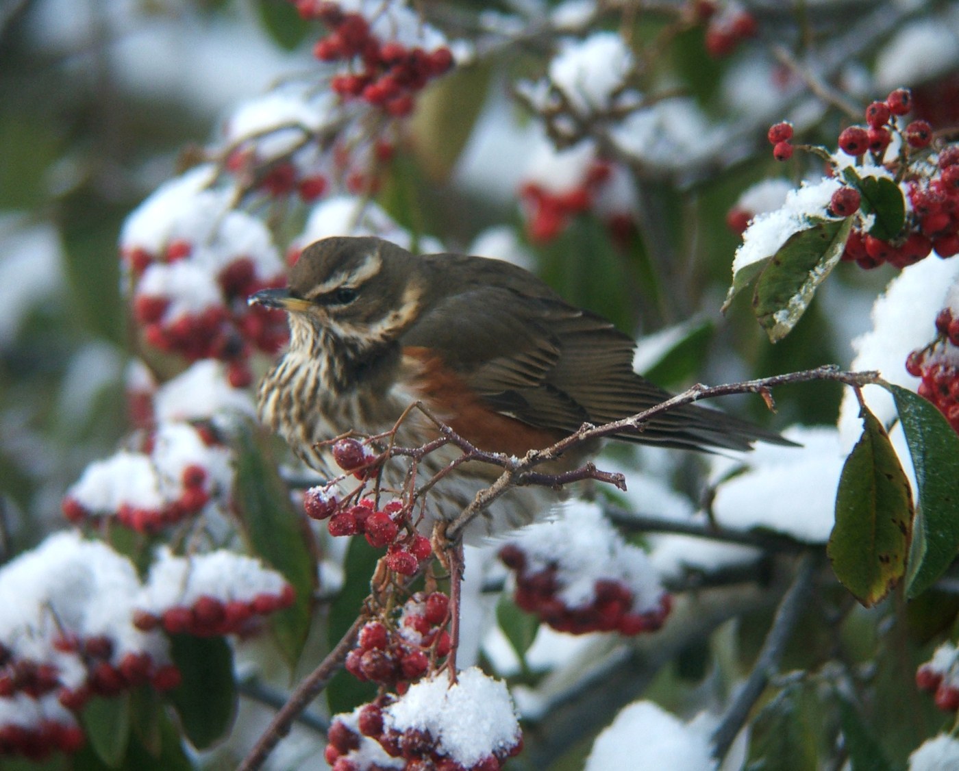 Redwing