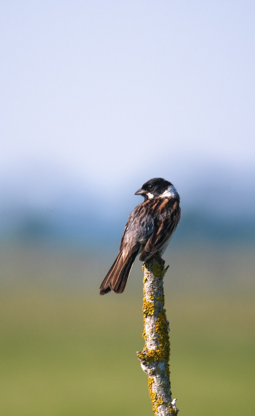 Reed Bunting