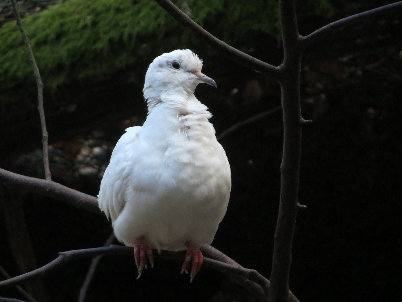 Ring-necked Dove